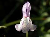 foto de flor de planta silvestre Linaria con tama�o de 160X120; ver distintas medidas disponibles a la derecha